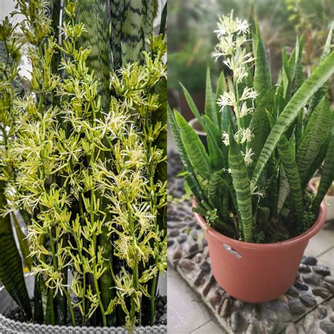 How To Make A Snake Plant Bloom - Sunny Home Gardens