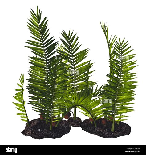 Cretaceous Period Plants High Resolution Stock Photography and Images ...