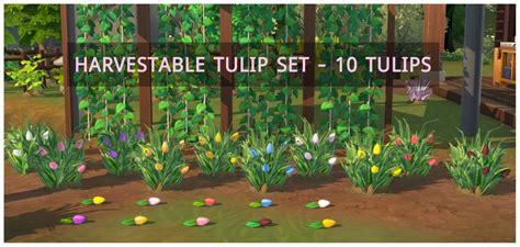 Harvestable Tulip Set – icemunmun