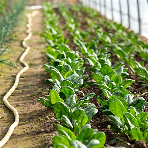 Image result for Fertigation Planting