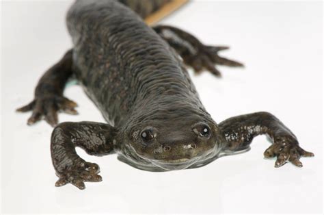 An Iberian ribbed newt (Pleurodeles waltl) - Joel Sartore
