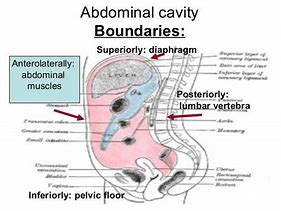 abdominal cavity 的图像结果