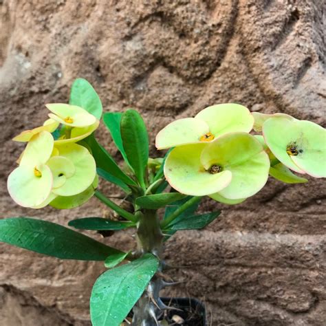 Euphorbia Milii "Dwarf Apache Yellow" - Gabbar Farms