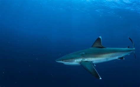 sea, marine, hd, rays, nature, sea life, skeletons, motion, shark ...