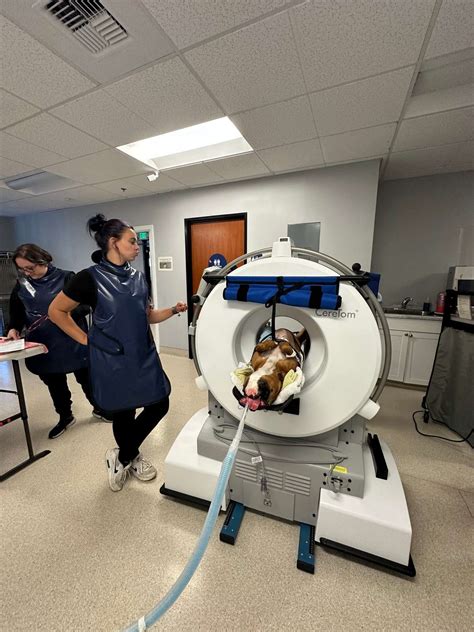 CAT Scan (CT) Imaging in Folsom, CA | All Creatures Veterinary ...