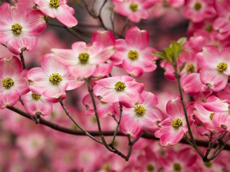 How Close To Plant Flowering Dogwood at Caitlyn Lavater blog