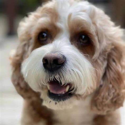 Image result for Cockapoo Full-Grown