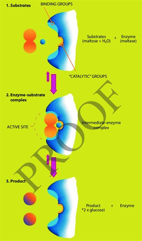 Image result for Modifying Enzyme Reaction