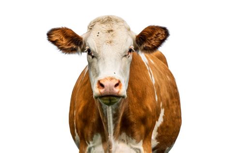 Image result for Cow Using Shapes On Python Turtle