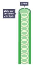 Plant Organ System - Biology for Grade 10 PDF Download