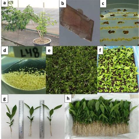 Biotechnology Tree 的图像结果