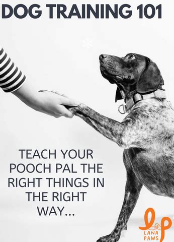 All about dog training l Lana Paws Blog