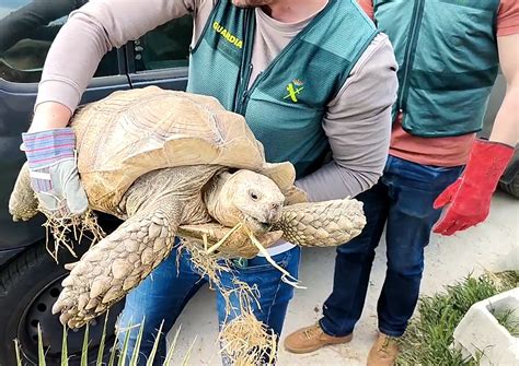 El SEPRONA investiga en Córdoba la tenencia ilegal de una tortuga ...