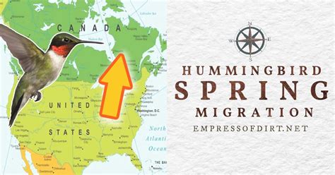 Hummingbird Spring Migration Map 的图像结果