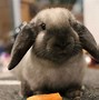 Image result for Miniature Lop Eared Bunnies