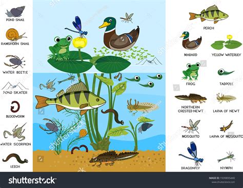 Freshwater Animals