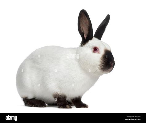 Side view of Russian rabbit isolated on white Stock Photo - Alamy