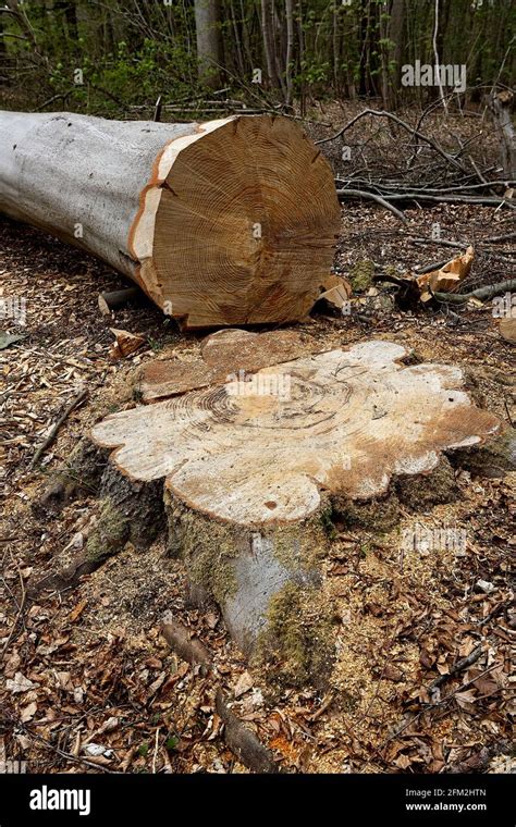 Image result for Felling of World Famous Tree