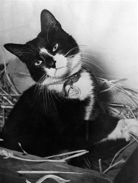 20 Historical Photos of Cats And Their Soldiers in World War I and II ...