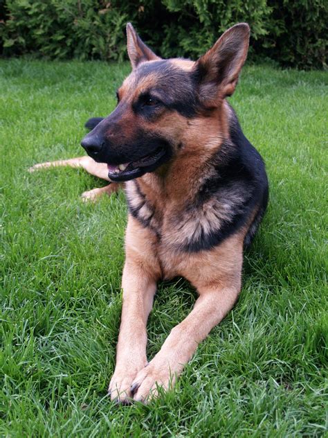 640x960 wallpaper | tan and black german shepherd | Peakpx