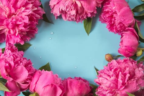 Beautiful pink peony flowers as frame on punchy pastel blue background ...