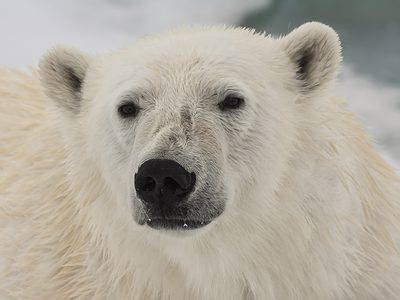 Species 的图像结果