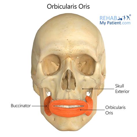 Orbicularis Oculi Muscle