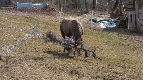 Liberato un cervo intrapolato - UnserTirol24