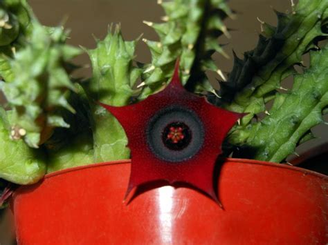 Huernia Keniensis Cuidados | 7petals.in