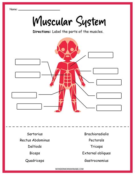 Image result for Muscular System Tutorials