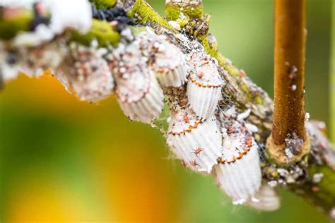 Image result for Alien Bug in Orange Tree