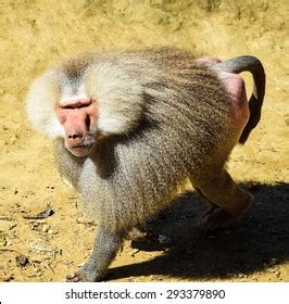 Image result for Baboon Side View