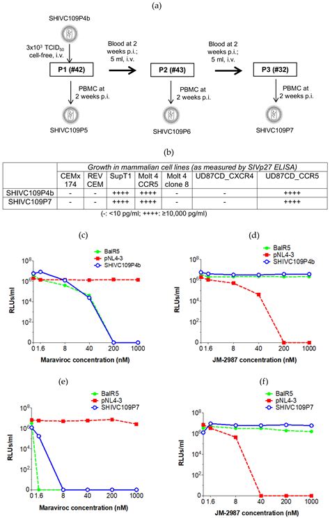 Infection of Chinese Rhesus Monkeys with a Subtype C SHIV Resulted in ...