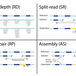 Image result for Copy Number Variation Detection