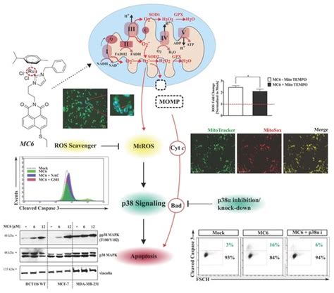 IJMS | Special Issue : Mitogen Activated Protein Kinases: Functions in ...