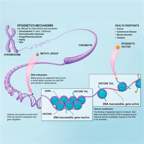 How Exercise Drives Change In Your Dna Without Changing The Code