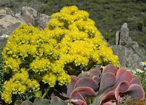 Flower Gallery :: Crassulaceae :: NIKA8437