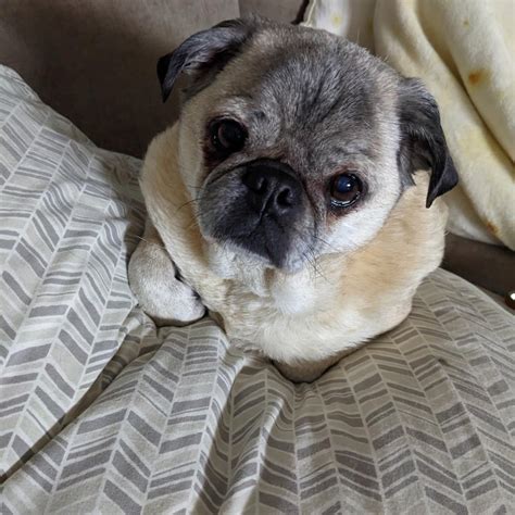 Meet Percy the long haired pug. He is 5 months old this week. He’s my ...