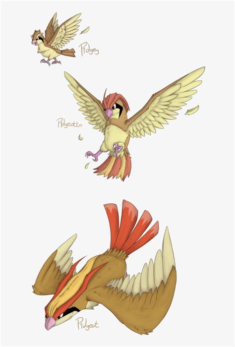 Image result for Pidgeotto Evolution Levels