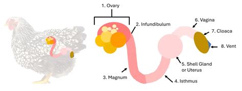 Image result for Chicken Reproduction Process