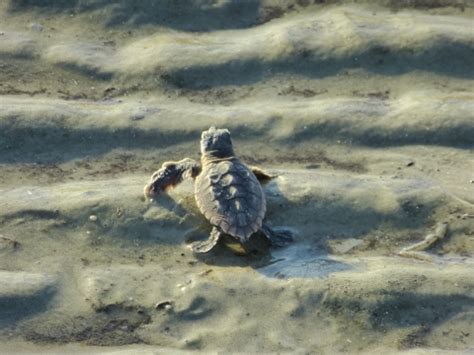 Impacts | U.S. Fish & Wildlife Service