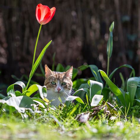 The ‘scaredy cat’ plant could be the answer to all of your cat poop ...
