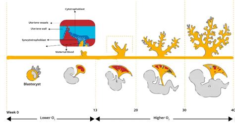 Placenta Development Notes Anatomy 的图像结果