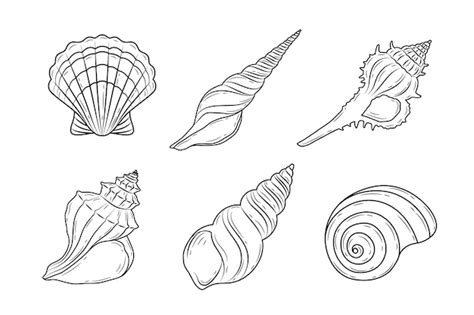 Image result for Shell Outline Printable
