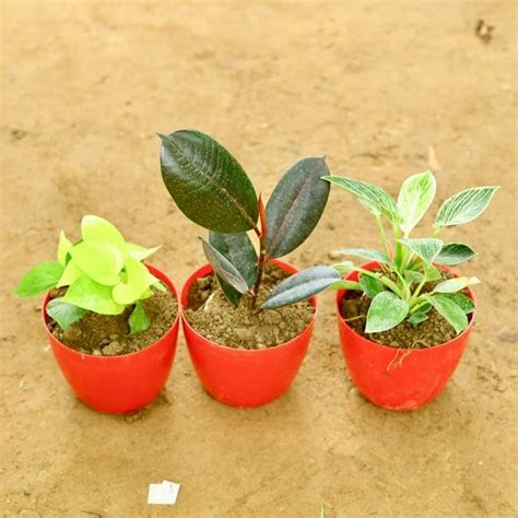 Mphmi Pune Plants Live Season Indoor Set of 3 Golden Money Plant ...