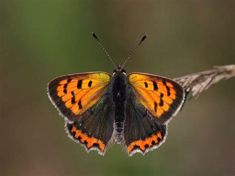 Photographing nature for artistic use in book design | Meer