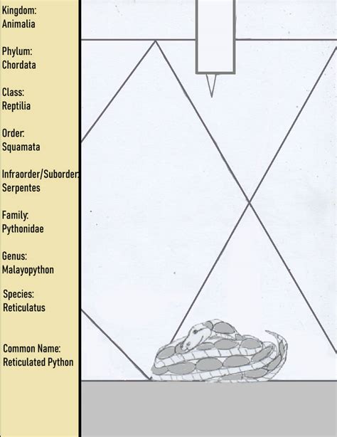 Image result for Reticulated Python Morphs