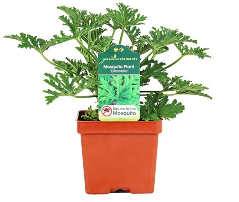 Garden Elements Live Citronella Mosquito Plant - 4 Inch Pot - Repels ...