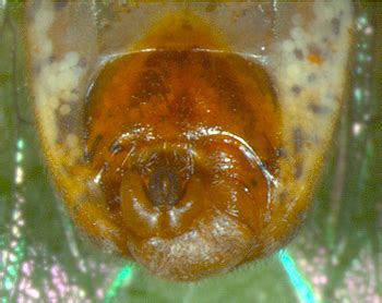 Featured insects