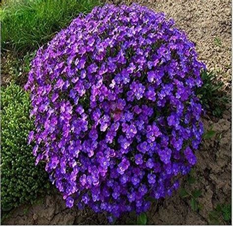 Nema Creeping Thyme Seeds -Purple - 30 Pcs : Amazon.in: Garden & Outdoors